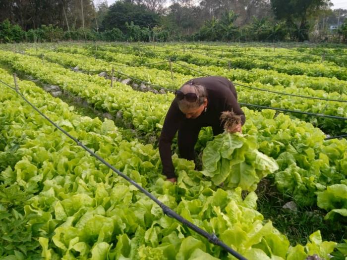En este momento estás viendo Agricultura urbana, suburbana y familiar: todo el alimento posible, y por todas las vías