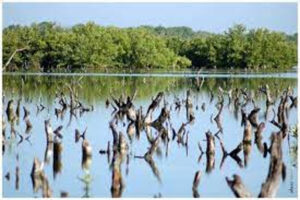 Lee más sobre el artículo Working in the conservation of protected areas