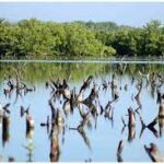 Abogan por mayor conservación de áreas protegidas