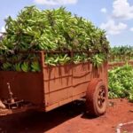 Empresa Agropecuaria Arnaldo Ramírez: comprometidos con el aporte de alimentos