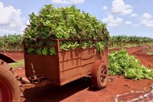 Lee más sobre el artículo Empresa Agropecuaria Arnaldo Ramírez: comprometidos con el aporte de alimentos