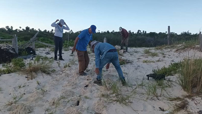 En este momento estás viendo Rehabilitan vegetación en dunas más altas del Caribe insular