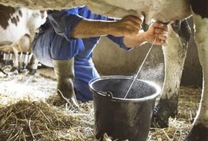 Lee más sobre el artículo Working in Morón to increase dairy production