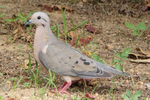Lee más sobre el artículo Actions developed to protect the torcaza dove