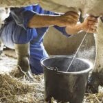 Trabajan en Morón por elevar los resultados en la producción lechera
