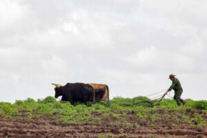 Lee más sobre el artículo Lands prepared for bean planting in Morón