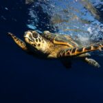Prohibida, pero no para tortugas (+Video)