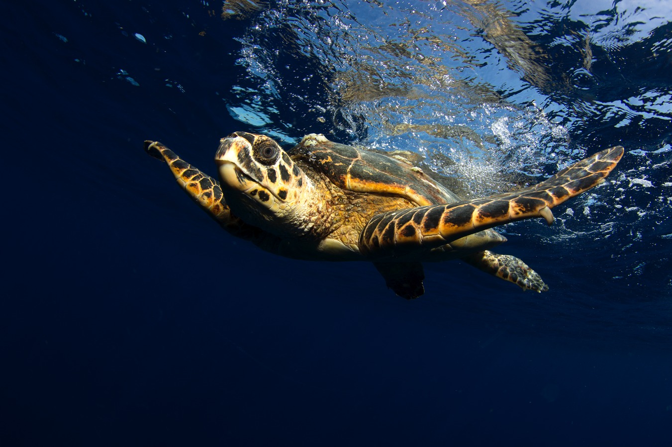 En este momento estás viendo Prohibida, pero no para tortugas (+Video)