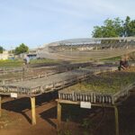 Saplings guaranteed in Morón for the Reforestation Campaign