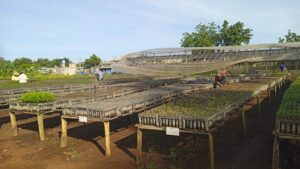 Lee más sobre el artículo Saplings guaranteed in Morón for the Reforestation Campaign