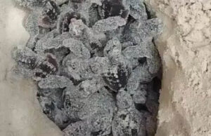 Lee más sobre el artículo Sea Turtles Hatch on Cayo Coco Beach