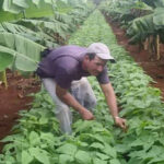 UEB de Semillas: sembrando la base de la soberanía alimentaria
