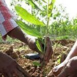 Second Stage of the 2025 Reforestation Campaign Began in Morón