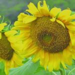Oilseed Plants: Another Step Towards Food Sovereignty