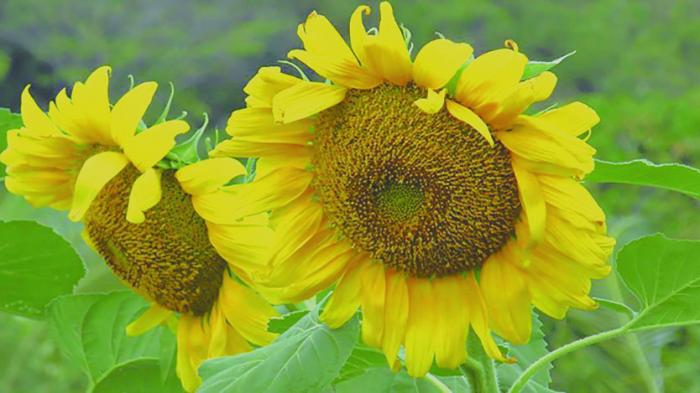 En este momento estás viendo Oilseed Plants: Another Step Towards Food Sovereignty