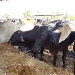 Laboran por la recuperación ganadera en pecuaria Turiguanó