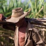 Estimularán hoy en su día a trabajadores azucareros avileños