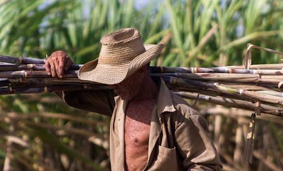 Lee más sobre el artículo Estimularán hoy en su día a trabajadores azucareros avileños