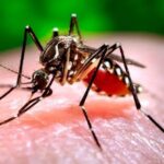 Health Authorities Alert on Arbovirus Transmission in Ciego de Ávila