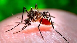 Lee más sobre el artículo Health Authorities Alert on Arbovirus Transmission in Ciego de Ávila