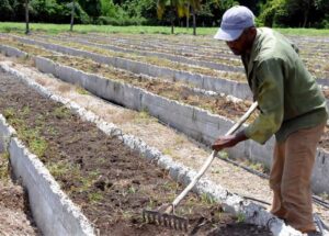 Lee más sobre el artículo Preparan áreas agrícolas para garantizar ofertas de verduras para fin de año