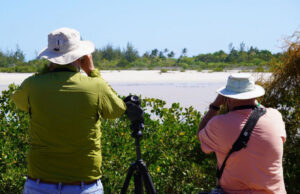Lee más sobre el artículo Cayo Coco: destino ideal para el aviturismo (+Fotos)