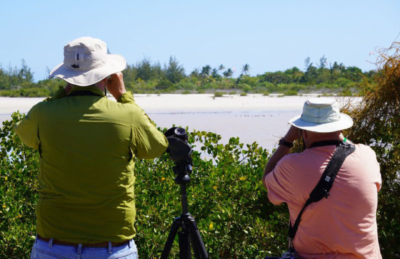 Lee más sobre el artículo Cayo Coco: destino ideal para el aviturismo (+Fotos)