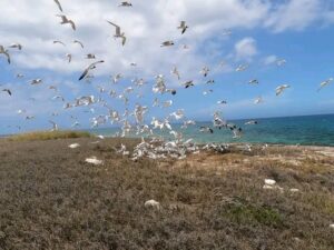 Registran por primera vez etapa reproductiva de aves marinas en cayos cubanos