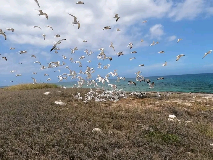 Lee más sobre el artículo Registran por primera vez etapa reproductiva de aves marinas en cayos cubanos