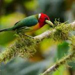 Instan a acciones concretas para la protección de las aves