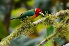 En este momento estás viendo Instan a acciones concretas para la protección de las aves