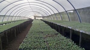 Campaña tabacalera en Ciego de Ávila reta al tiempo