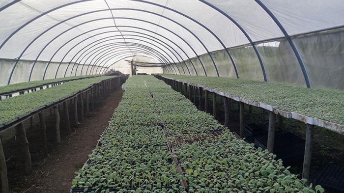 Lee más sobre el artículo Campaña tabacalera en Ciego de Ávila reta al tiempo