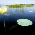 Avalan relevancia del Gran Humedal del Norte