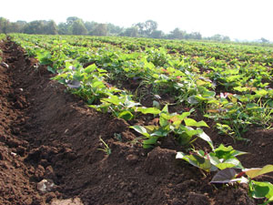 Impulsan producción de alimentos pese déficit de recursos