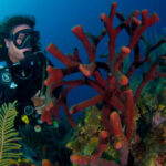 Cuba adopta decisión gubernamental para la conservación de sus arrecifes coralinos