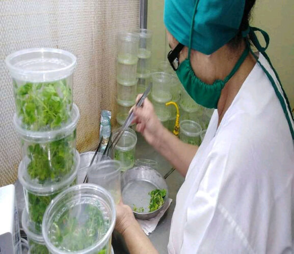 En este momento estás viendo Sobresale Ciego de Ávila en ciencia e innovación durante 2025