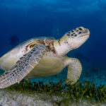 Playas de Cayo Coco: destinos de sol y fuente de vida