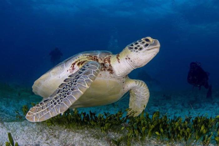 Lee más sobre el artículo Playas de Cayo Coco: destinos de sol y fuente de vida