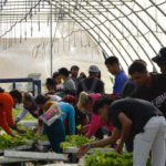 Inicia UJC proceso político Mis manos por Cuba