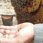 Apicultores majagüenses cumplen plan anual de miel y derivados de la colmena