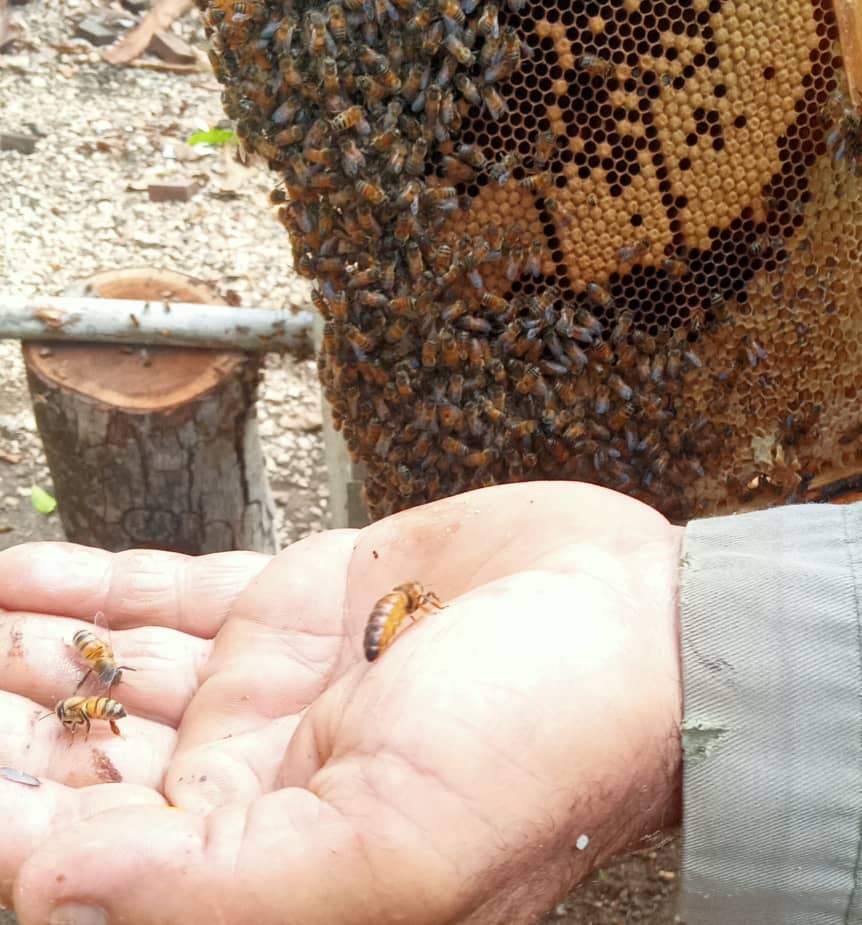 Lee más sobre el artículo Majagua Beekeepers Fulfil Annual Plan for Honey and Hive-Derived Products