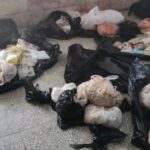 Decomisan 121 kilos de especies protegidas con destino a Estados Unidos