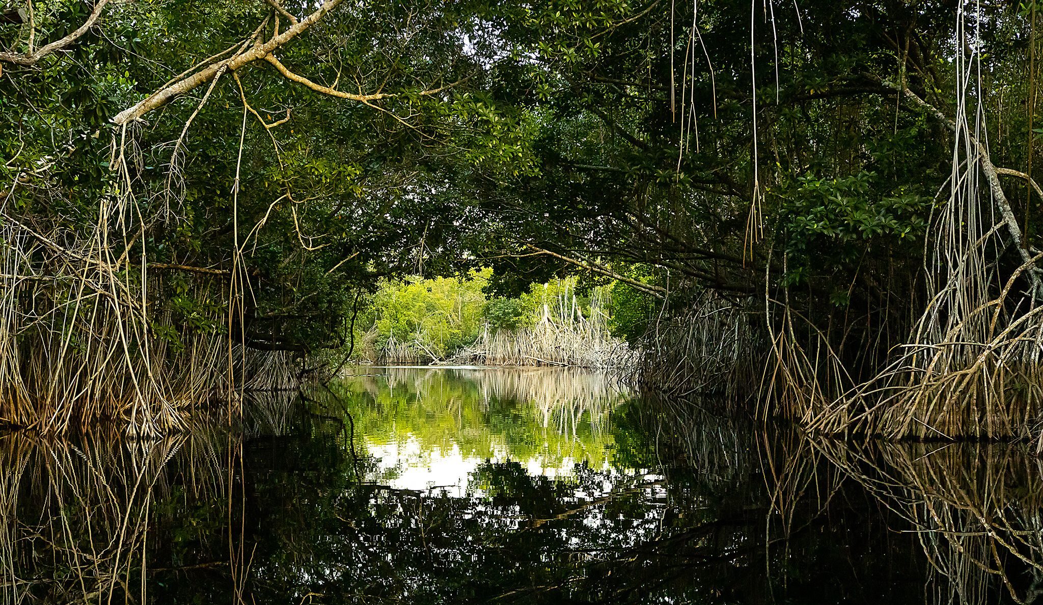 Lee más sobre el artículo Los beneficios del Gran Humedal para el municipio de Morón