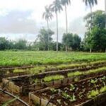 Prevén impulsar la Agricultura Urbana en Morón