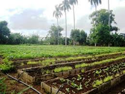 Lee más sobre el artículo Prevén impulsar la Agricultura Urbana en Morón