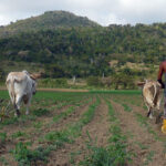 Busca alternativas agricultura avileña ante crisis energética