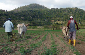 Busca alternativas agricultura avileña ante crisis energética