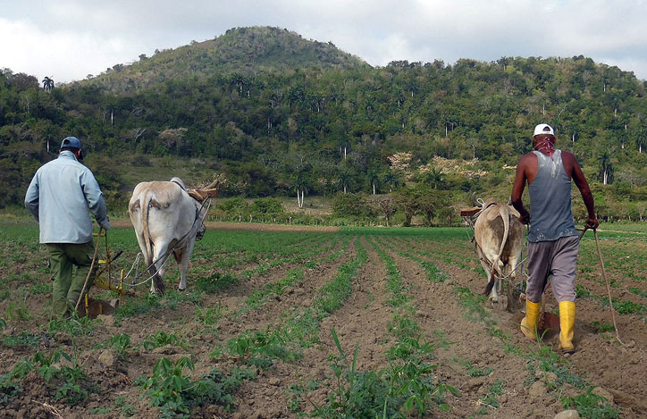 Lee más sobre el artículo Avilanian Agriculture Seeks Alternatives in the Face of Energy Crisis