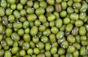 Fomenta Ciego de Ávila producción de plantas proteicas y oleaginosas